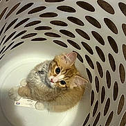 Milo is registered to the contest to win money with this photo: cat, kitten, laundry_basket, white, orange, curious, pet, indoor, animal, fur, whiskers, collar, looking_up, cage_like, holes, cute, small, domestic, playful, confined
