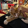 Milo is registered to the contest to win money with this photo: kitten, orange_cat, white_paws, blurry, hand, person, shirtless, long_hair, bedroom, chair, wall_art, fan, shelf, clutter, light, indoor, furniture, decor, animal, pet