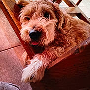 Nina participe au concours pour gagner de l'argent avec cette photo : animal, brown, canine, companion, cozy, curly_hair, cute, dog, domestic, fluffy, friendly, furniture, indoor, paw, pet, relaxed, resting, tile_floor, tongue_out, wooden_chair
