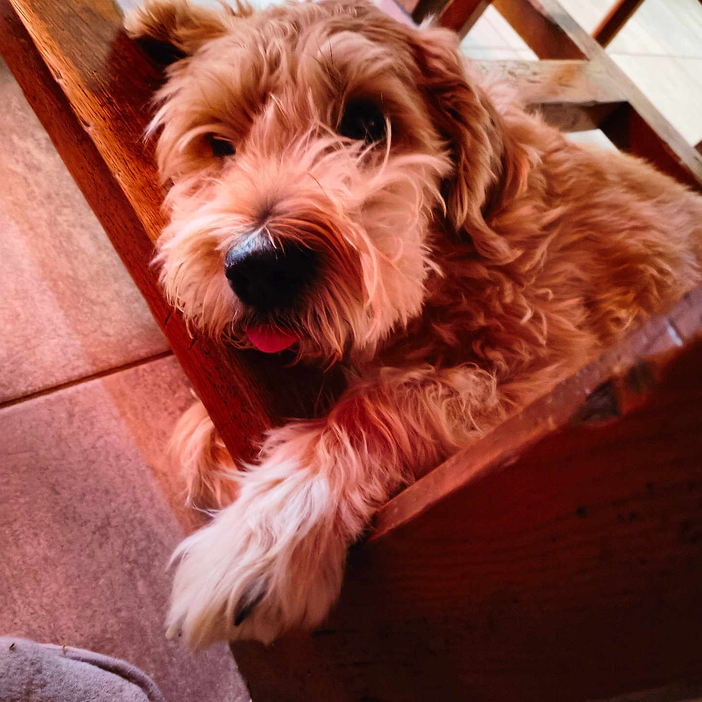 Nina participe au concours pour gagner de l'argent avec cette photo : animal, brown, canine, companion, cozy, curly_hair, cute, dog, domestic, fluffy, friendly, furniture, indoor, paw, pet, relaxed, resting, tile_floor, tongue_out, wooden_chair