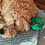 dog, curly_fur, sleeping, blanket, knitted, toy, green, candy_cane, star, floor, tile, cozy, pet, resting, indoor, close_up, cute, animal, fur, sunlight