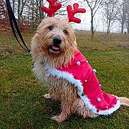 Nina participe au concours pour gagner de l'argent avec cette photo : animal, antlers, canine, costume, cute, decoration, dog, festive, fur, grass, holiday, leash, outdoor, pet, red_cape, seasonal, sitting, tongue_out, trees, winter