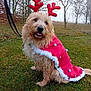 animal, antlers, canine, costume, cute, decoration, dog, festive, fur, grass, holiday, leash, outdoor, pet, red_cape, seasonal, sitting, tongue_out, trees, winter