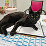 Nuno participe au concours pour gagner de l'argent avec cette photo : black_cat, cat, planner, desk, calendar, stationery, pen, chair, papers, writing, indoor, feline, office, workspace, notebook, animal, relaxing, clutter, table, pink_chair