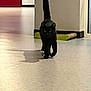 black_cat, cat, indoor, floor, shadow, walking, tail_up, curious, animal, pet, hallway, light, eyes, feline, domestic_cat, home, corner, quiet, smooth_floor, confident