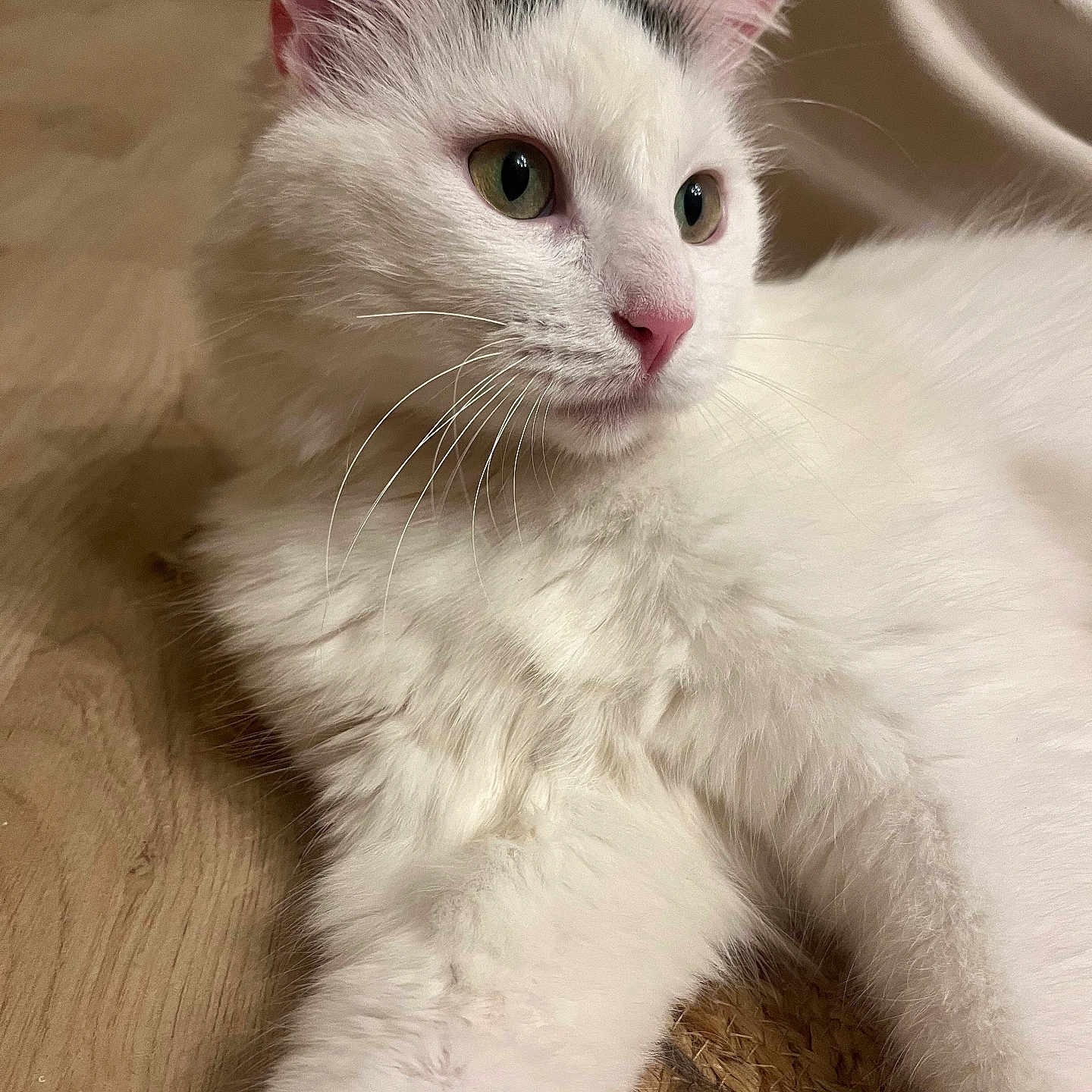 Etno participe au concours pour gagner de l'argent avec cette photo : animal, calm, cat, close_up, cozy, domestic, feline, fluffy, fur, green_eyes, indoor, laying_down, pet, pink_nose, portrait, relaxed, textured_surface, whiskers, white_cat, wood_floor