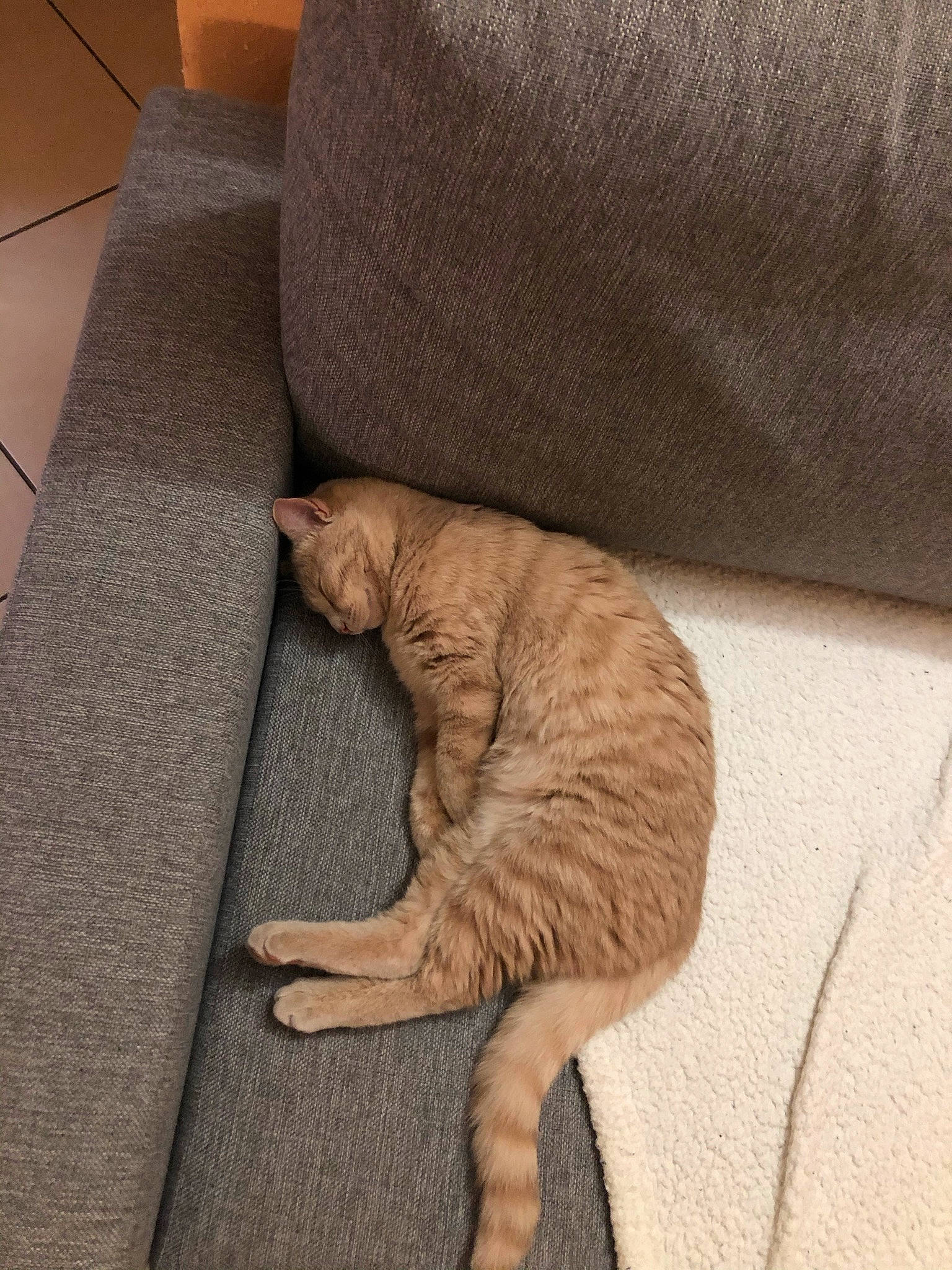 Bali a rejoint le concours — aidez-le/la à gagner de superbes lots ! beige, carnivore, cat, claw, comfort, domestic_short_haired_cat, fawn, felidae, flooring, fur, hardwood, human_leg, linens, paw, small_to_medium_sized_cats, snout, tail, terrestrial_animal, whiskers, wood