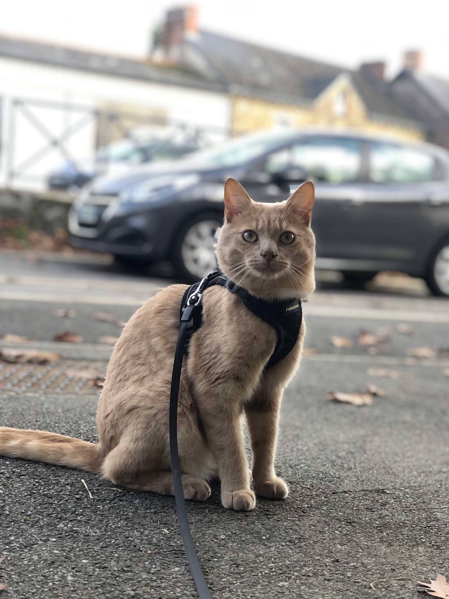 Bali a rejoint le concours — aidez-le/la à gagner de superbes lots ! asphalt, car, carnivore, cat, collar, fawn, felidae, grey, paw, road, road_surface, small_to_medium_sized_cats, snout, tail, terrestrial_animal, tire, tree, vehicle, wheel, whiskers