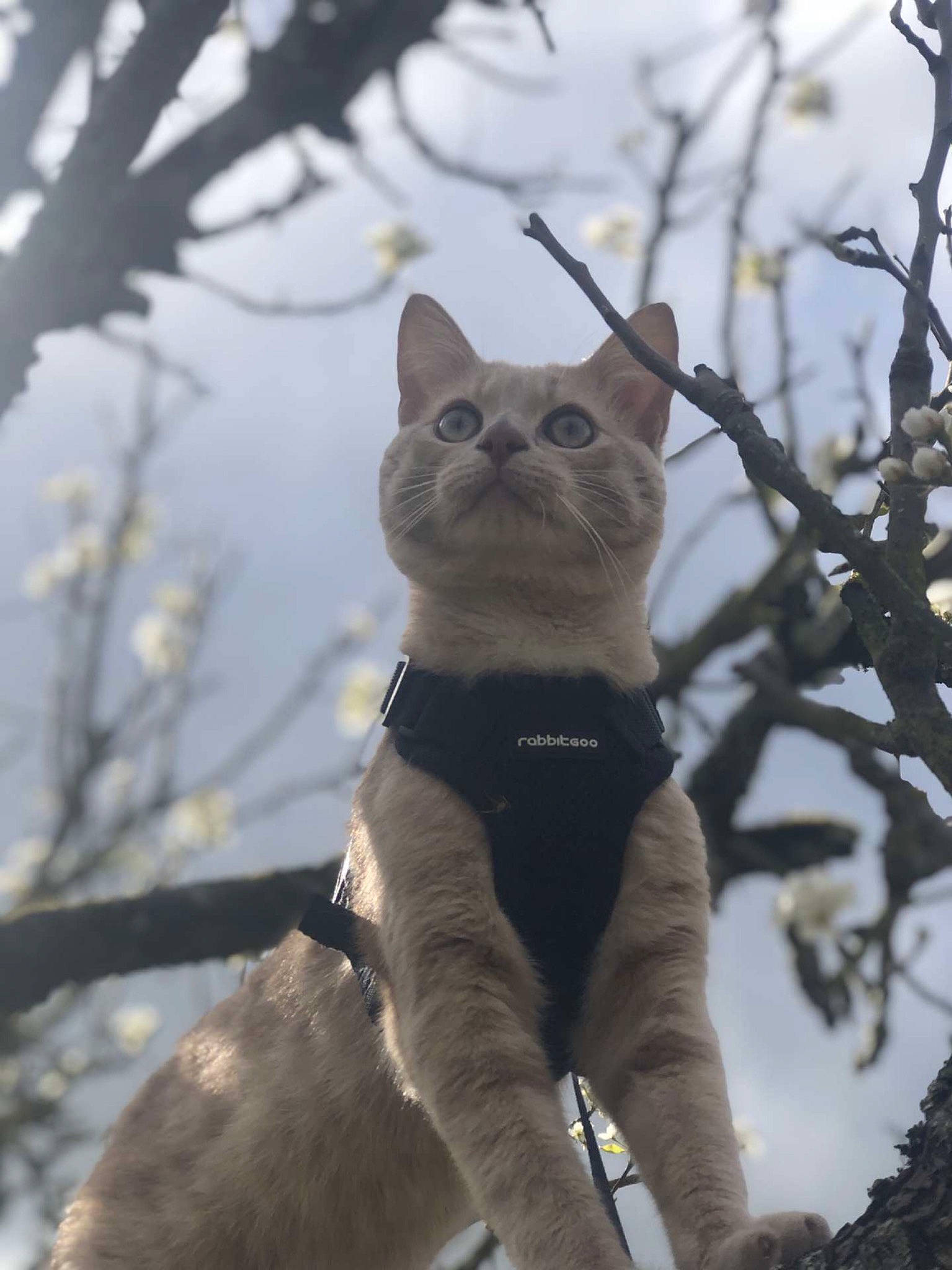 Bali participe au concours pour gagner de l'argent avec cette photo : branch, carnivore, cat, domestic_short_haired_cat, fawn, felidae, freezing, fur, glasses, plant, sky, small_to_medium_sized_cats, snout, tail, tree, trunk, twig, whiskers, wildlife, winter