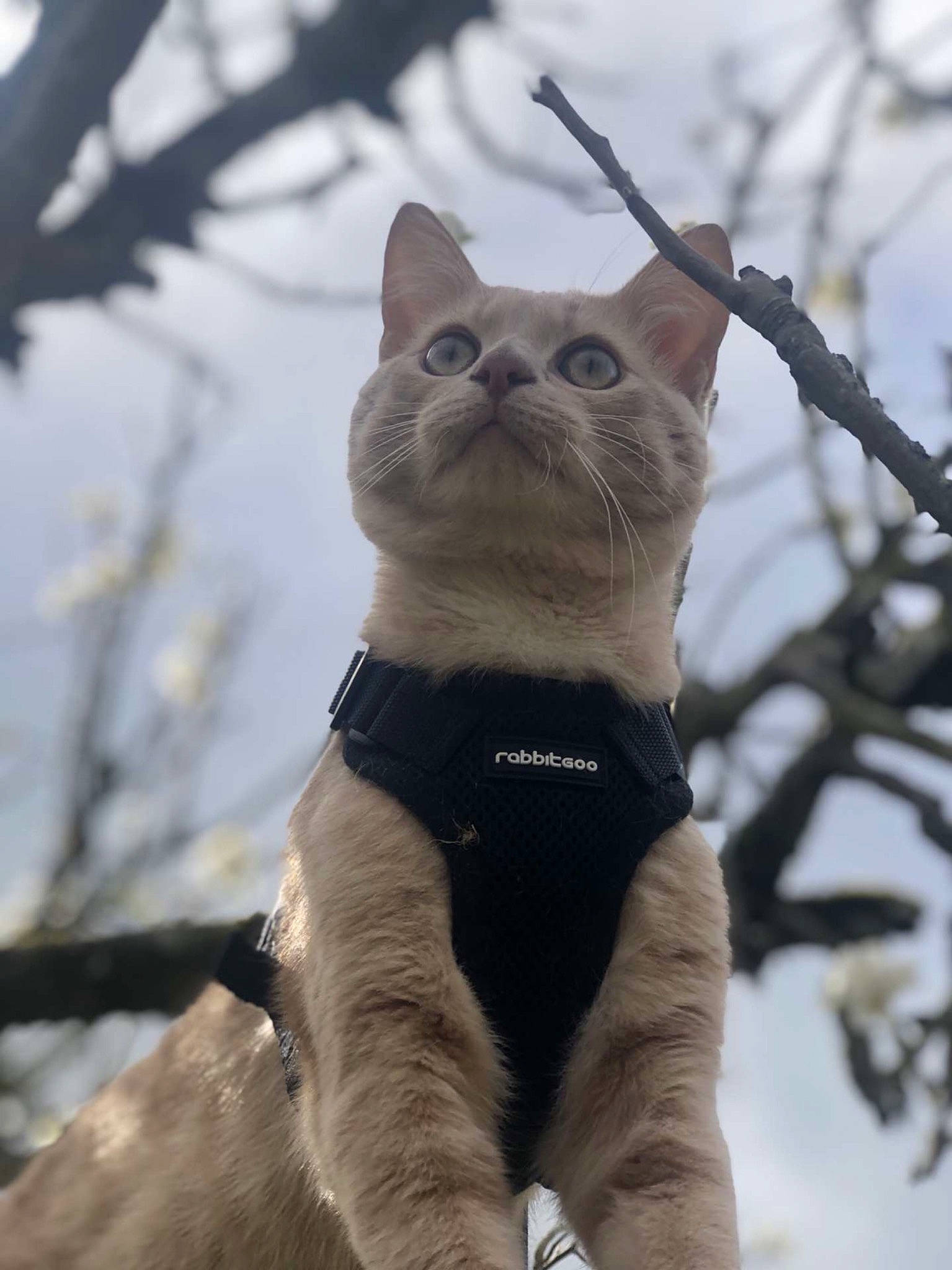 Bali a rejoint le concours — aidez-le/la à gagner de superbes lots ! branch, carnivore, cat, collar, domestic_short_haired_cat, fawn, felidae, freezing, fur, plant, sky, small_to_medium_sized_cats, snout, snow, tail, terrestrial_animal, tree, twig, whiskers, winter