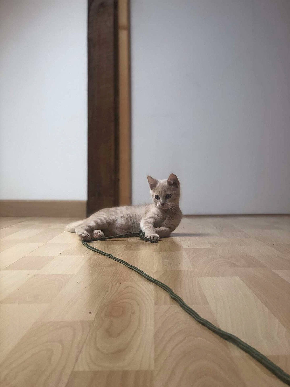 Bali a rejoint le concours — aidez-le/la à gagner de superbes lots ! brown, carnivore, cat, comfort, companion_dog, dog_breed, fawn, felidae, floor, flooring, grey, hardwood, laminate_flooring, paw, small_to_medium_sized_cats, snout, tail, whiskers, wood, wood_flooring