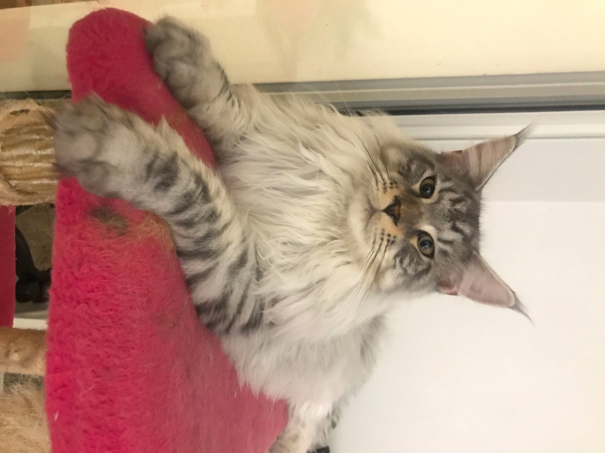 Ryder participe au concours pour gagner de l'argent avec cette photo : carnivore, cat, domestic_long_haired_cat, european_shorthair, felidae, fur, kitten, maine_coon, mammal, norwegian_forest_cat, polydactyl_cat, ragamuffin, small_to_medium_sized_cats, tabby_cat, tail, vertebrate, whiskers