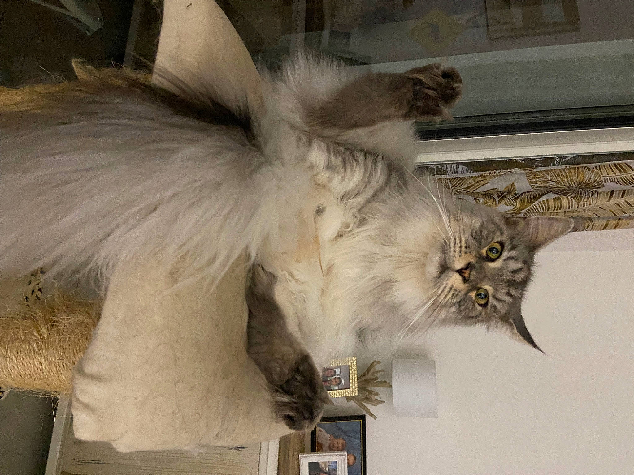 Ryder participe au concours pour gagner de l'argent avec cette photo : british_longhair, carnivore, cat, claw, feather, felidae, fur, grey, paw, small_to_medium_sized_cats, tail, whiskers, window, wing