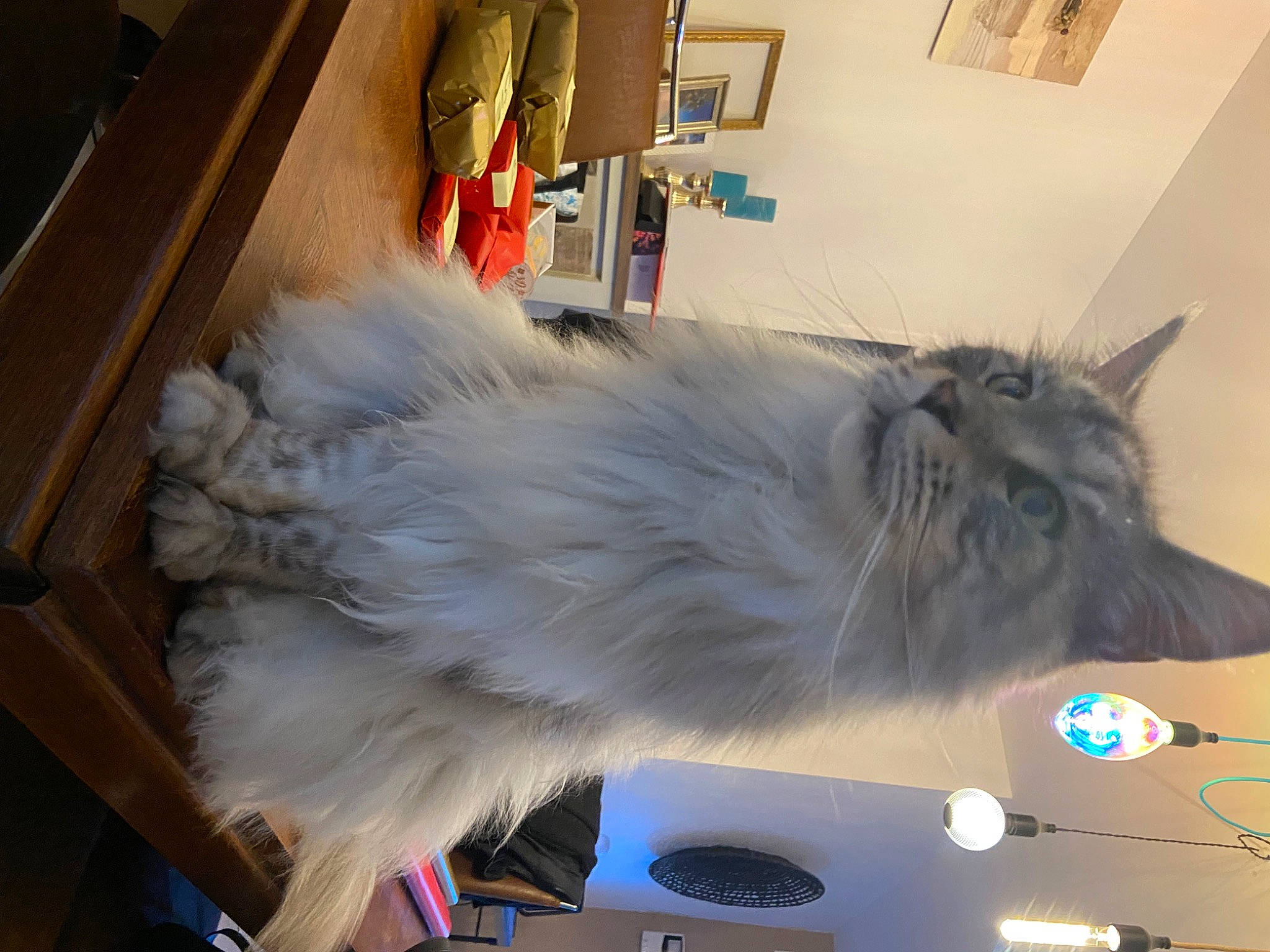 Ryder participe au concours pour gagner de l'argent avec cette photo : box, british_longhair, canidae, carnivore, cat, companion_dog, electric_blue, feather, felidae, fur, hardwood, paw, persian, small_to_medium_sized_cats, tail, whiskers