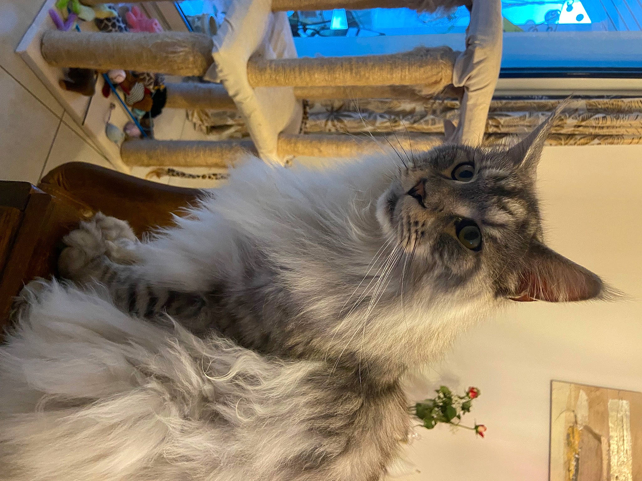 Ryder participe au concours pour gagner de l'argent avec cette photo : automotive_tire, british_longhair, carnivore, cat, claw, dog_breed, fawn, felidae, fur, paw, picture_frame, plant, small_to_medium_sized_cats, tail, tire, vehicle, wheel, whiskers, window, wood