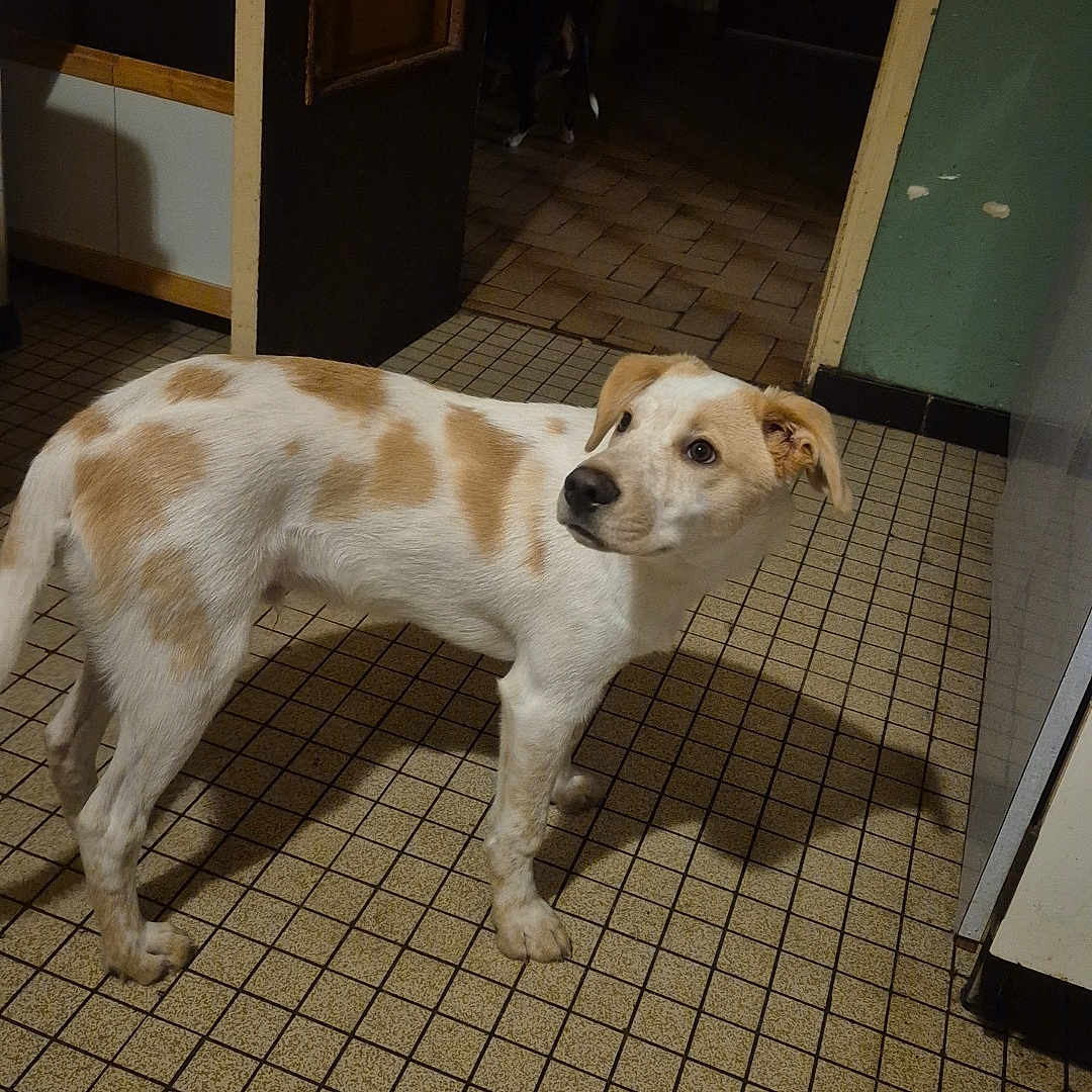 Loki participe au concours pour gagner de l'argent avec cette photo : alert, animal, canine, curious, dog, domestic, ears, floor_tiles, home, indoor, kitchen, looking, open_door, pantry, pet, shadow, spot_pattern, standing, tiled_floor, white_and_tan