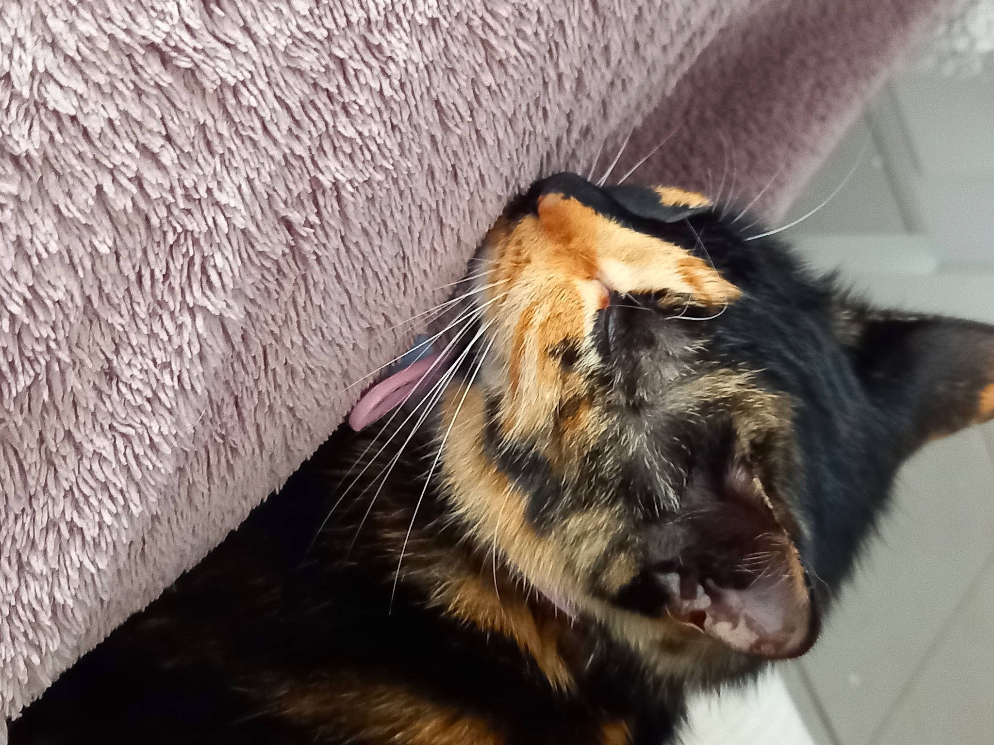 Nala a rejoint le concours — aidez-le/la à gagner de superbes lots ! carnivore, claw, dog_breed, domestic_short_haired_cat, ear, fang, fawn, felidae, fur, liver, paw, small_to_medium_sized_cats, snout, tail, terrestrial_animal, whiskers, wildlife, working_animal