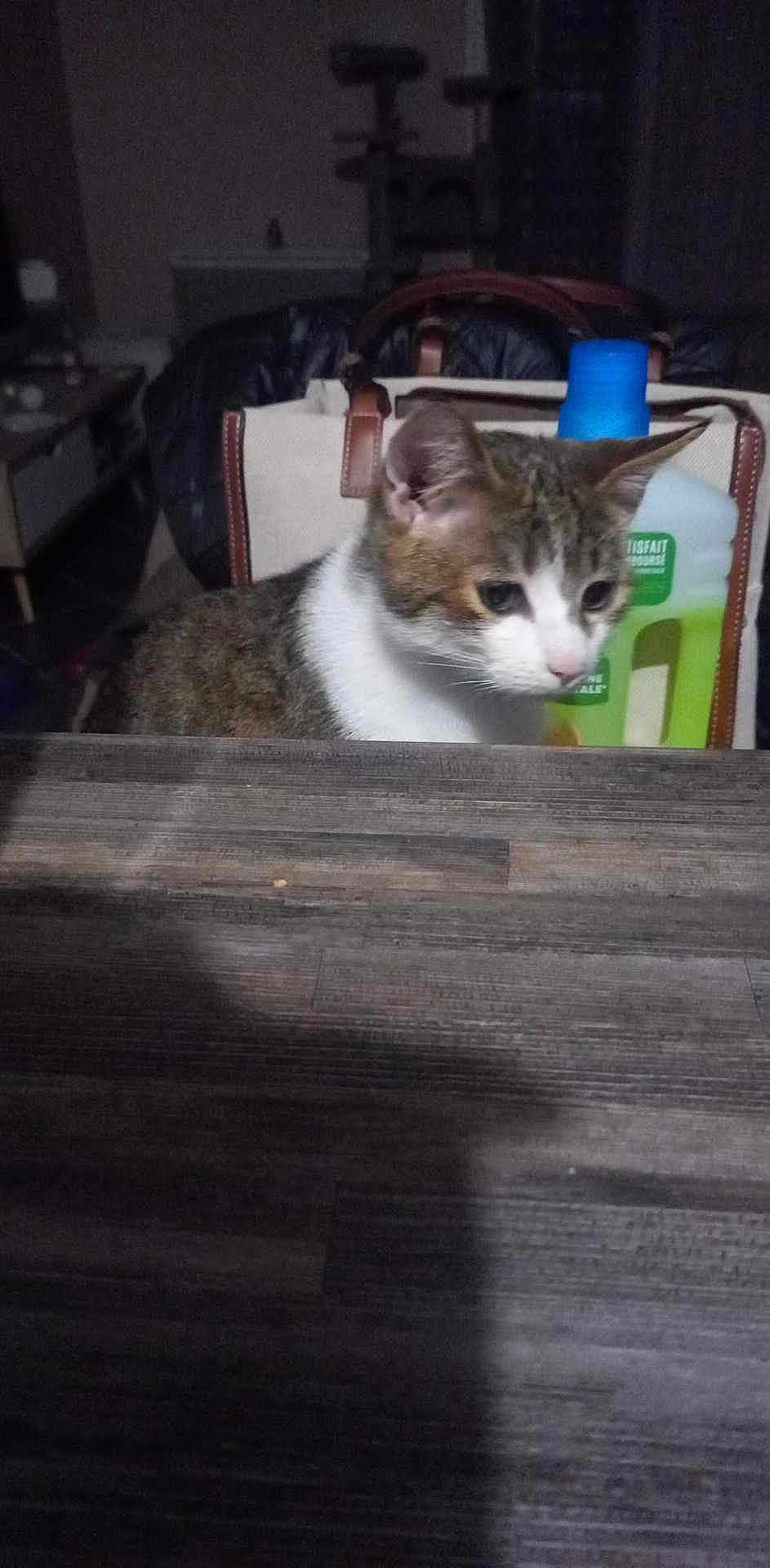 Fripon
