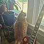 Lily is registered to the contest to win money with this photo: cat, fluffy, orange_cat, window, indoor_plants, potted_plant, guitar, wooden_floor, sunlight, houseplant, furniture, leaf, greenery, musical_instrument, home_interior, pet, curtain, daylight, relaxation, cozy
