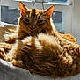 cat, ginger_cat, feline, pet, sunlight, window, cozy, fluffy, fur, resting, indoor, cat_bed, relaxed, sleepy, warm_light, animal, cute, whiskers, ears, portrait