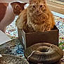 Lily is registered to the contest to win money with this photo: cat, orange_cat, tabby_cat, cardboard_box, indoor, rug, cat_toy, cat_scratcher, fluffy, pet, animal, feline, curious, sniffing, closeup, floor, wood_floor, home, cozy, playful