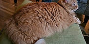 Lily is registered to the contest to win money with this photo: cat, orange_cat, fluffy, indoor, cushion, green_cushion, wooden_floor, pet, animal, feline, relaxed, resting, side_view, tail, fur, domestic_cat, person, plaid_pants, chair, cozy