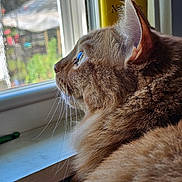 Lily joined the competition — help win amazing prizes! cat, window, whiskers, fur, close_up, side_profile, indoor, natural_light, curious, pet, animal, looking_out, domestic_cat, mammal, feline, soft_texture, yellow_background, reflection, daylight, resting
