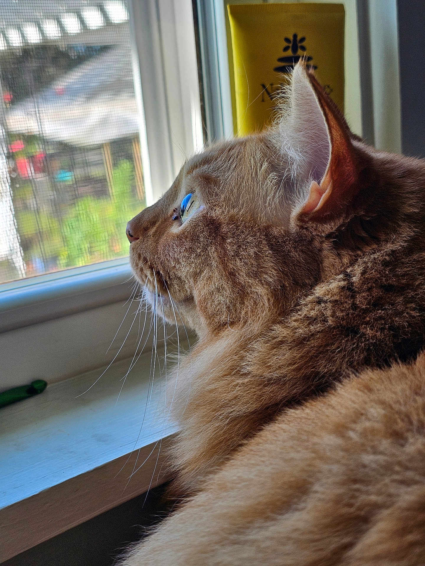 Lily