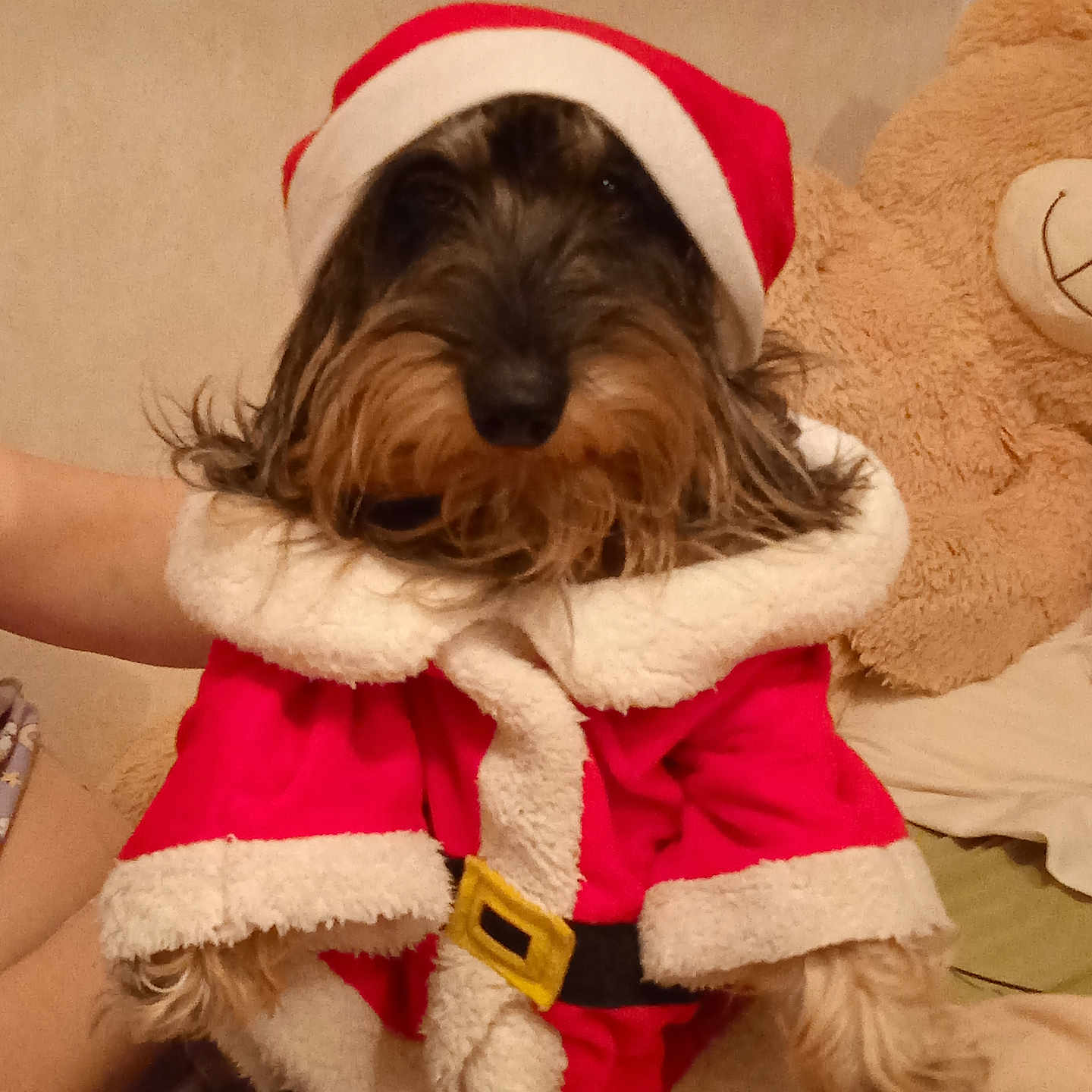 Pegase a rejoint le concours — aidez-le/la à gagner de superbes lots ! animal, belly, christmas, costume, cozy, cute, cute_pet, dog, festive, fur, holiday, indoor, pet, plush_toy, portrait, red, santa_claus_outfit, sitting, teddy_bear, white