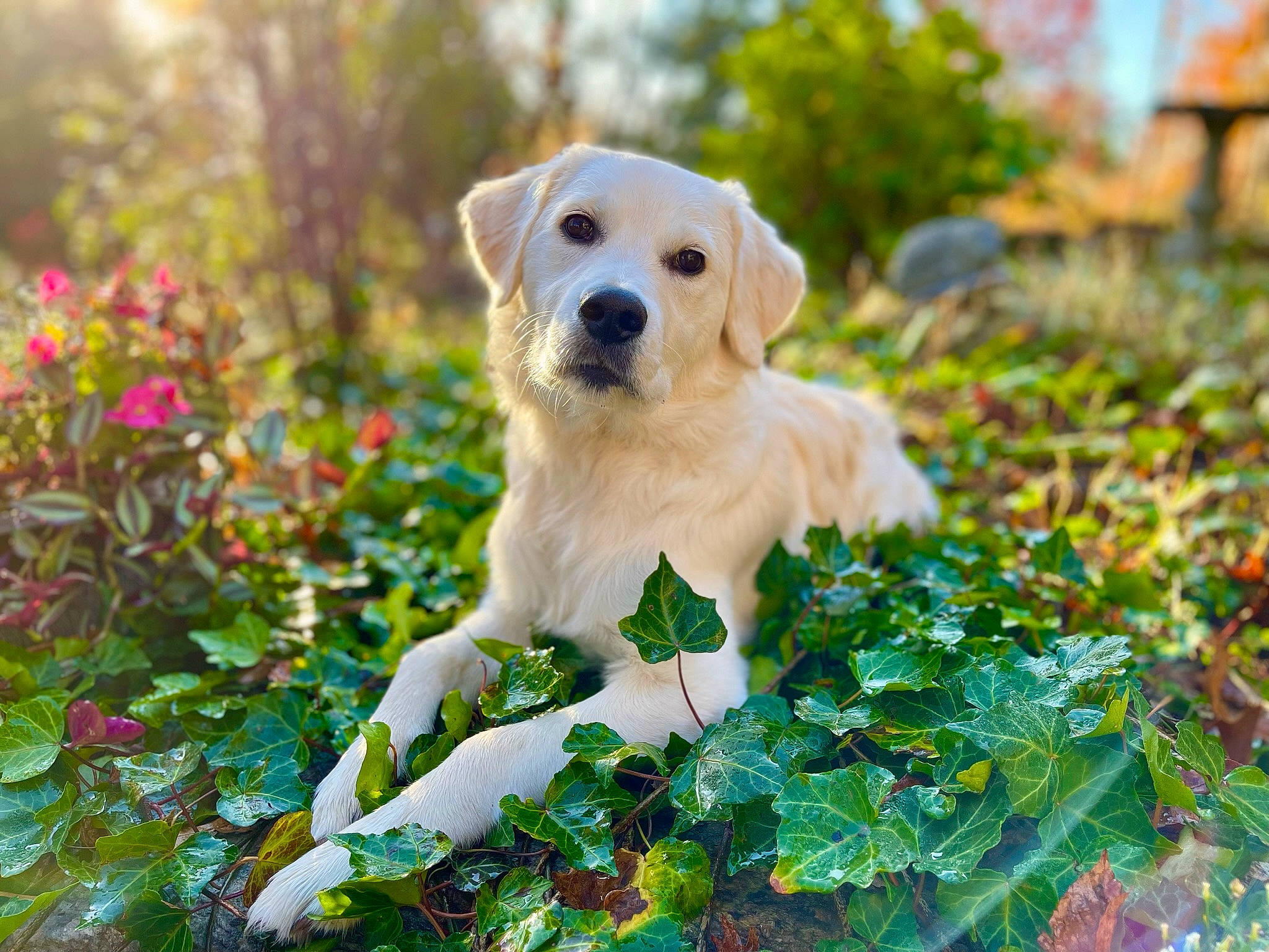 Lacy joined the competition — help win amazing prizes! canidae, carnivore, companion_dog, dog, dog_breed, fawn, flower, grass, groundcover, happy, labrador_retriever, landscape, natural_landscape, people_in_nature, plant, shrub, snout, sporting_group, tree, water