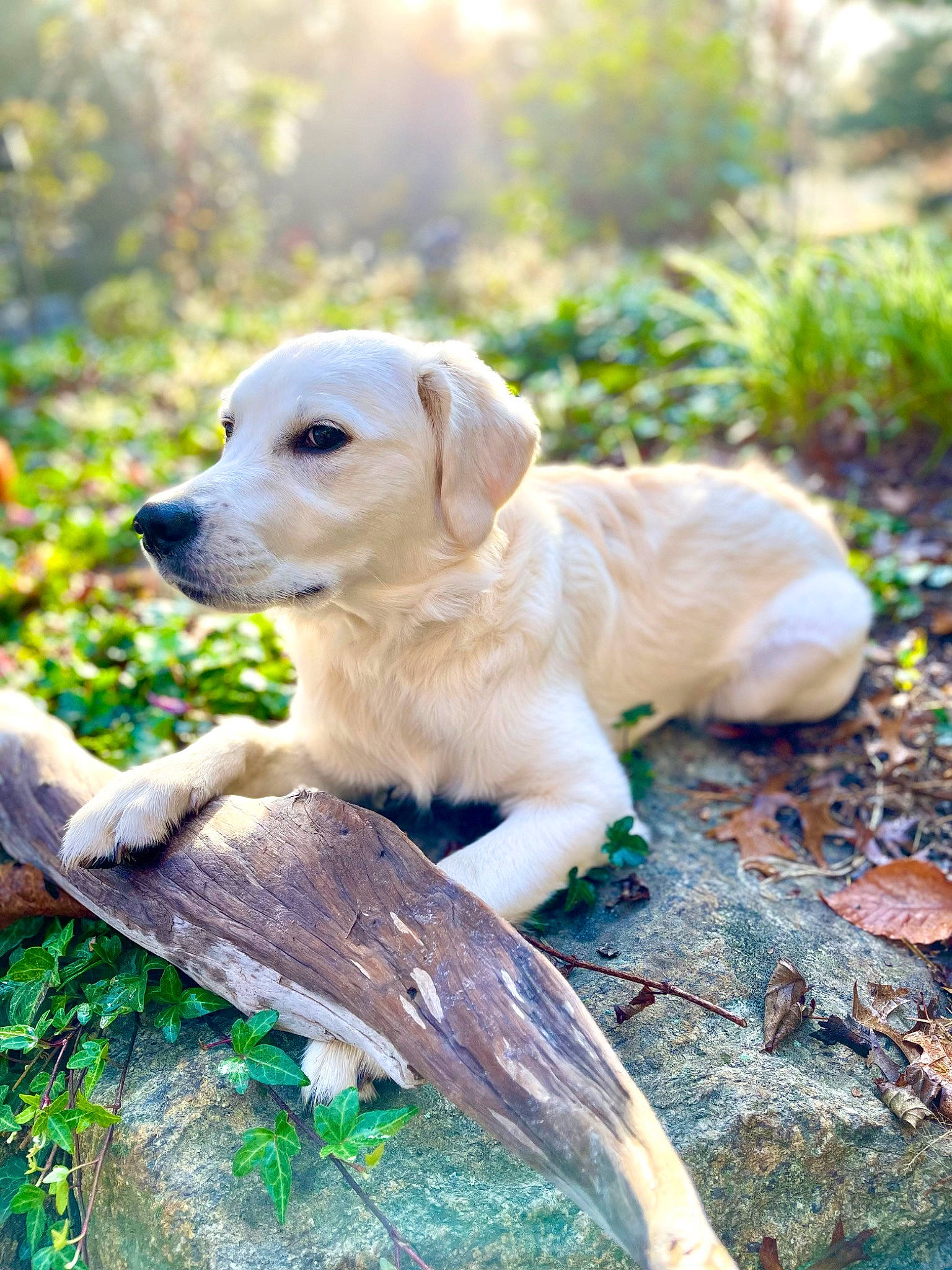 Lacy joined the competition — help win amazing prizes! adventure, canidae, carnivore, companion_dog, dog, dog_breed, fawn, forest, grass, labrador_retriever, plant, retriever, snout, sporting_group, sunlight, tail, tree, wildlife, wood, working_animal