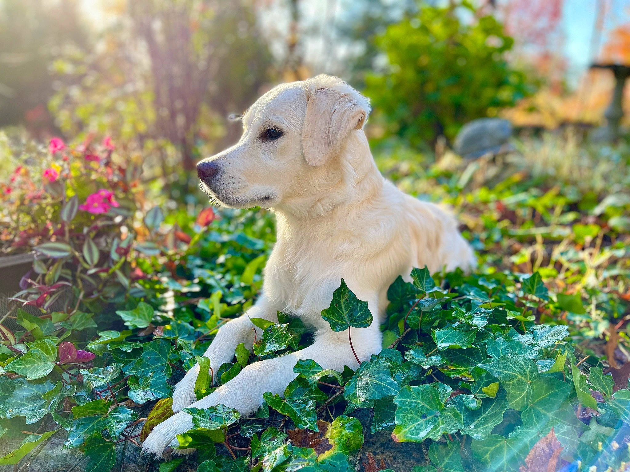 Lacy joined the competition — help win amazing prizes! annual_plant, canidae, carnivore, companion_dog, dog, dog_breed, fawn, flower, grass, groundcover, landscape, leaf, people_in_nature, petal, plant, shrub, snout, sporting_group, tree, wildlife