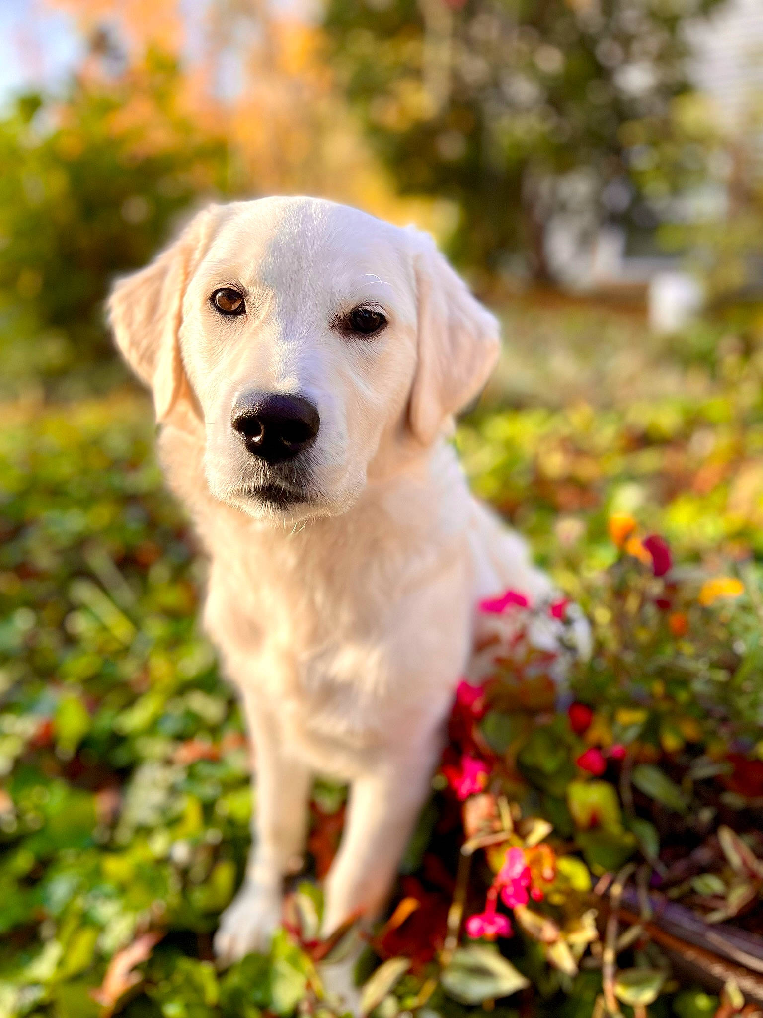 Lacy joined the competition — help win amazing prizes! canidae, carnivore, companion_dog, dog, dog_breed, fawn, grass, gun_dog, hunting_dog, labrador_retriever, landscape, plant, puppy, snout, soil, sporting_group, tree, whiskers, wildlife, working_animal