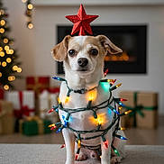 Bo joined the competition — help win amazing prizes! dog, christmas_lights, red_star, holiday, decorations, wrapped_presents, fireplace, bokeh, festive, indoor, pet, christmas_tree, lighting, cute, small_dog, christmas, holiday_season, decor, animal, celebration