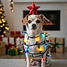 dog, christmas_lights, red_star, holiday, decorations, wrapped_presents, fireplace, bokeh, festive, indoor, pet, christmas_tree, lighting, cute, small_dog, christmas, holiday_season, decor, animal, celebration