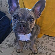 Yoda is registered to the contest to win money with this photo: dog, puppy, french_bulldog, pet, animal, ears, couch, blanket, indoor, curious, close_up, brown, white_chest, sitting, looking, face, eyes, nose, fur, young