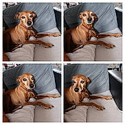 Hooper participe au concours pour gagner de l'argent avec cette photo : adult, animal, architecture, art, beagle, canine, collage, couch, cushion, dog, furniture, homedecor, hound, indoors, interiordesign, linen, male, man, person, pet