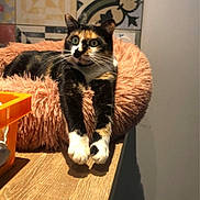 Roya a rejoint le concours — aidez-le/la à gagner de superbes lots ! animal, black, calico_cat, cat, cozy, curious, feline, fluffy_bed, fur, home, indoor, orange, patterned_tiles, paws, pet, relaxed, resting, whiskers, white, wooden_table