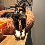 animal, black, calico_cat, cat, cozy, curious, feline, fluffy_bed, fur, home, indoor, orange, patterned_tiles, paws, pet, relaxed, resting, whiskers, white, wooden_table