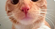 Aces a rejoint le concours — aidez-le/la à gagner de superbes lots ! cat, orange_tabby, close_up, paw, whiskers, pink_nose, curious, indoor, pet, animal, cute, feline, face, wide_eyes, looking_down, white_paw, fur, nose, table