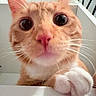 cat, orange_tabby, close_up, paw, whiskers, pink_nose, curious, indoor, pet, animal, cute, feline, face, wide_eyes, looking_down, white_paw, fur, nose, table