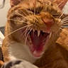 Aces a rejoint le concours — aidez-le/la à gagner de superbes lots ! cat, ginger_cat, yawning, teeth, whiskers, close_up, pet, animal, feline, mouth_open, indoor, blurred_background, fur, ears, nose, tongue, sleepy, resting, domestic_cat, cute