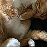 cat, orange_cat, white_paws, sleeping, curled_up, fur, whiskers, pet, animal, cute, cozy, relaxed, close_up, domestic_cat, resting, paw, fluffy, indoor, feline, adorable