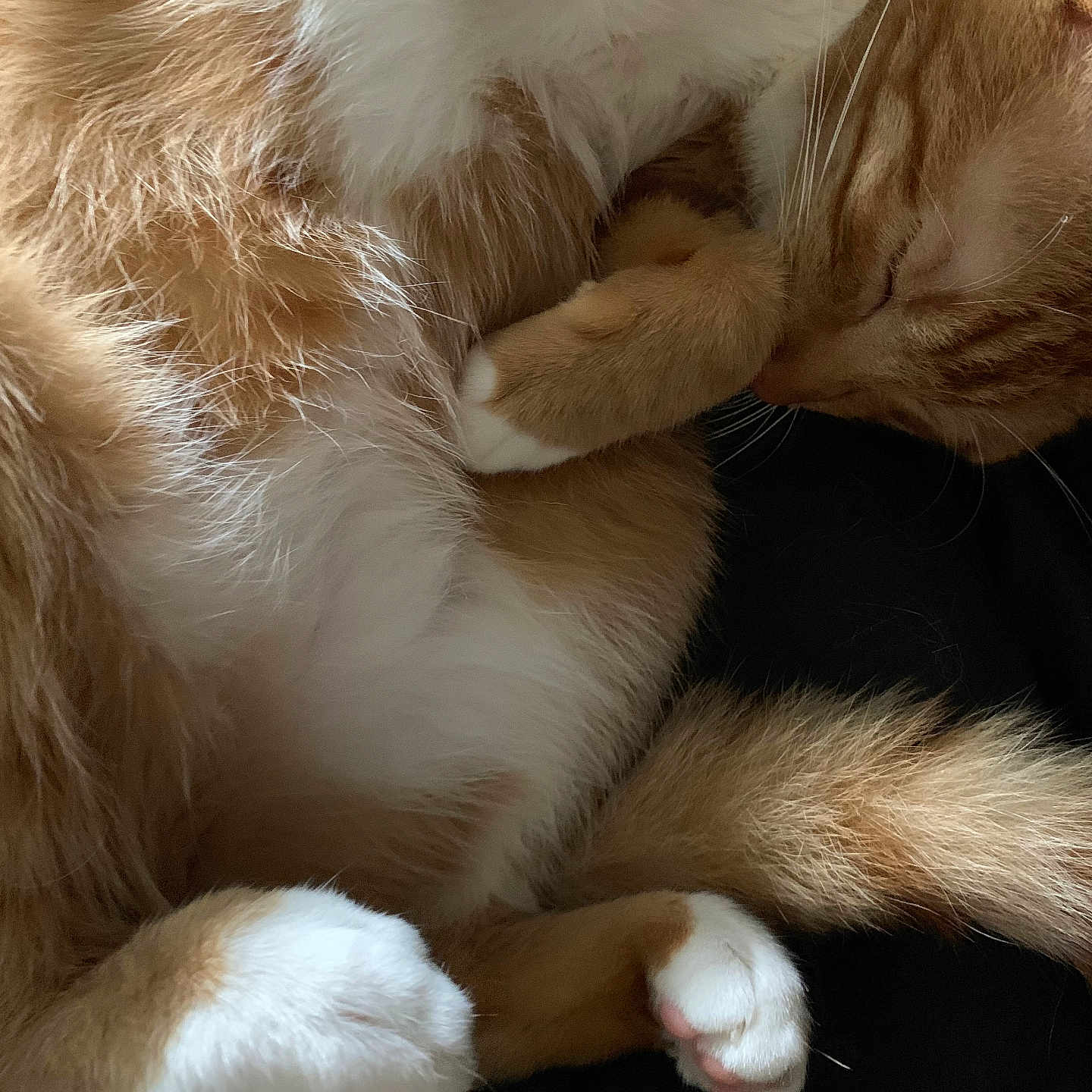 Aces participe au concours pour gagner de l'argent avec cette photo : cat, orange_cat, white_paws, sleeping, curled_up, fur, whiskers, pet, animal, cute, cozy, relaxed, close_up, domestic_cat, resting, paw, fluffy, indoor, feline, adorable