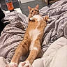 Aces participe au concours pour gagner de l'argent avec cette photo : cat, ginger_cat, white_fur, bed, blanket, paws, relaxed, indoor, furniture, bottle, box, floor, curious, pet, cozy, fur, animal, resting, cute, home
