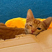 Aces participe au concours pour gagner de l'argent avec cette photo : cat, orange_tabby, cardboard, box, resting, sleepy, indoor, carpet, yellow_fabric, pet, animal, closeup, fur, whiskers, cute, relaxed, one_eye_closed, head, ear, domestic_cat