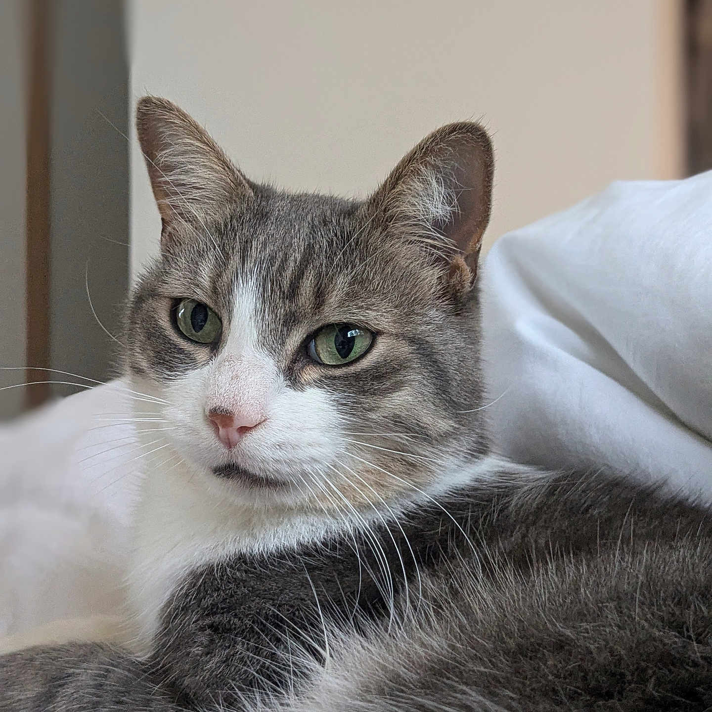 Ulysse participe au concours pour gagner de l'argent avec cette photo : abyssinian, angora, animal, cat, kitten, manx, pet, siamese