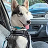 dog, puppy, siberian_husky, car, car_interior, seat, harness, blue_eyes, tongue_out, pet, domestic_animal, animal, window, seat_cover, vehicle, happy, canine, leash, young_dog, side_view