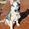 Touka participe au concours pour gagner de l'argent avec cette photo : dog, puppy, siberian_husky, blue_eyes, pet, animal, fur, outdoor, sunlight, shadow, sitting, tile_floor, collar, cute, canine, young, alert, ears_up, white, gray
