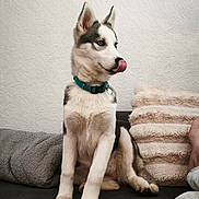 Touka a rejoint le concours — aidez-le/la à gagner de superbes lots ! husky, puppy, dog, blue_collar, licking_nose, couch, pillows, indoor, pet, animal, furry, sitting, cute, playful, texture, white_wall, cozy, relaxed, companion, domestic